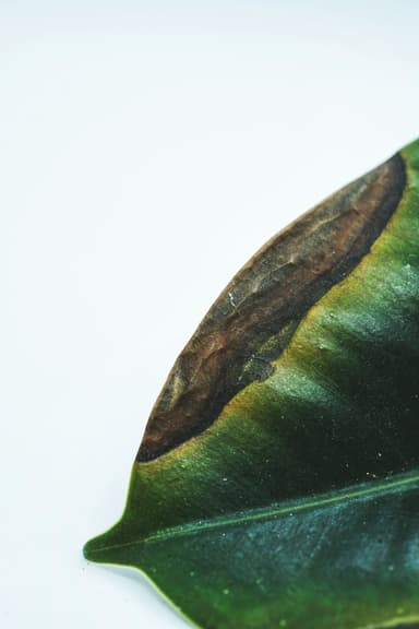 Plant card: Browning leaf tips