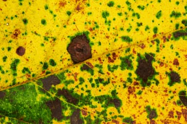 Plant card: Spots or lesions on leaves