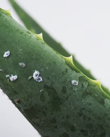 Plant card: Visible pests