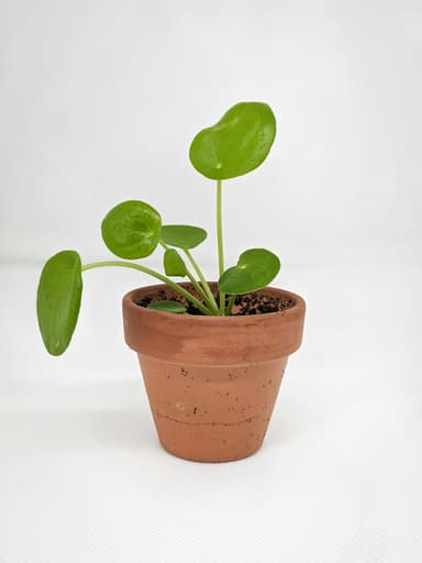 Plant card: Weak or leggy growth