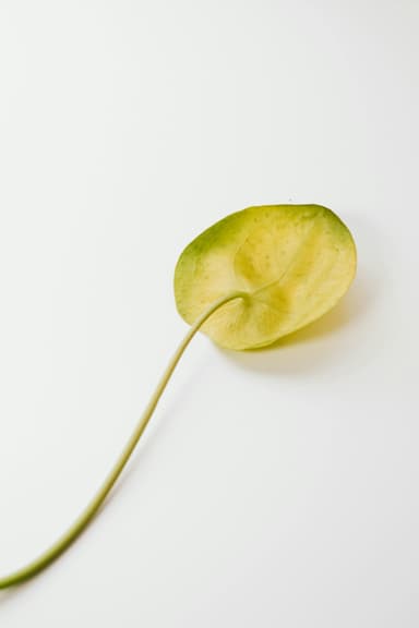 Plant card: Yellowing leaves