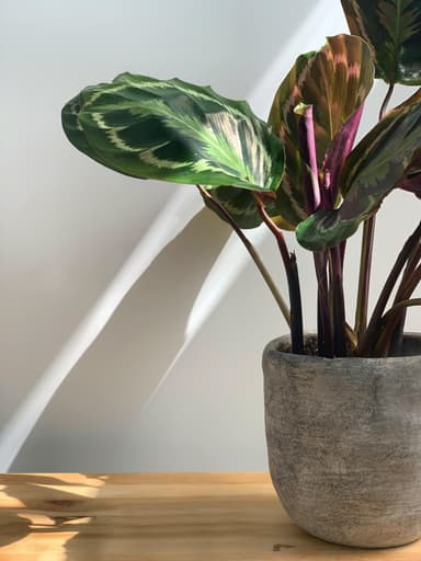 Plant card: Calathea