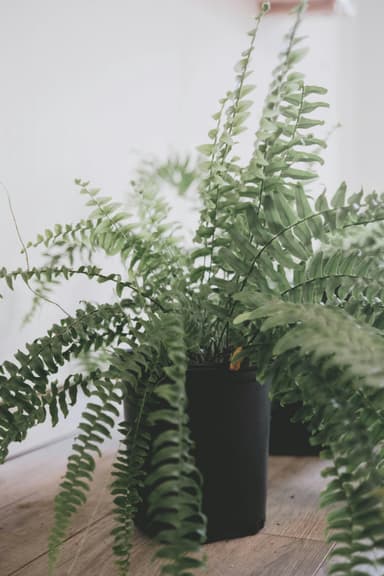 Plant card: Fern
