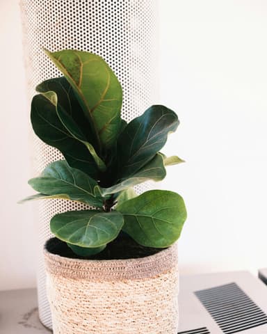 Plant card: Fiddle leaf fig
