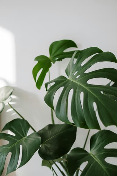 Plant card: Monstera